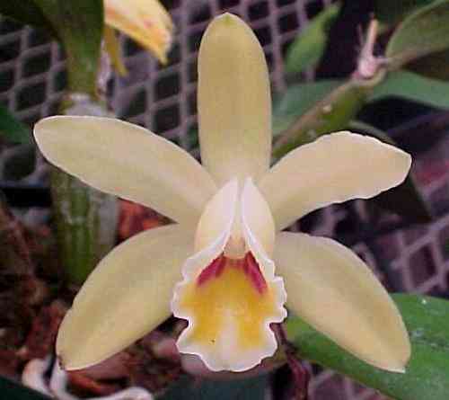 Cattleya luteola